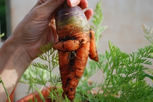 una zanahoria curiosa
